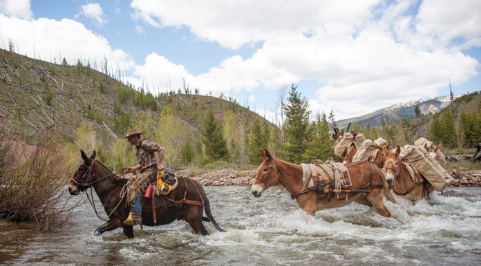 chris eyer leading his string across a river