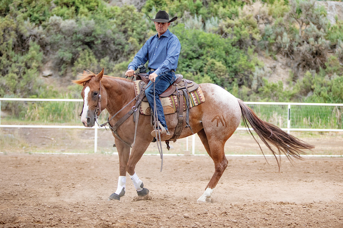 A reining horse turning