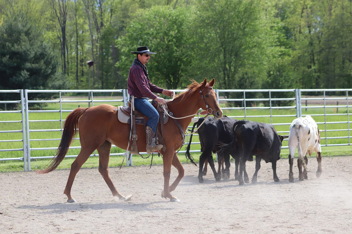 A retired broodmare working cattle