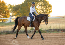 An equestrian trotting a bay gelding.