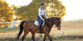 An equestrian trotting a bay gelding.