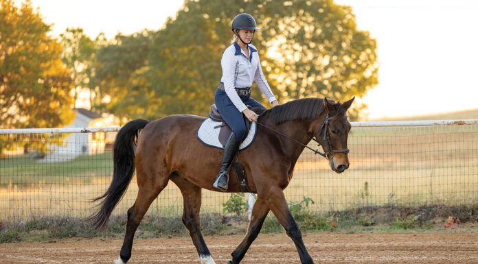 An equestrian trotting a bay gelding.