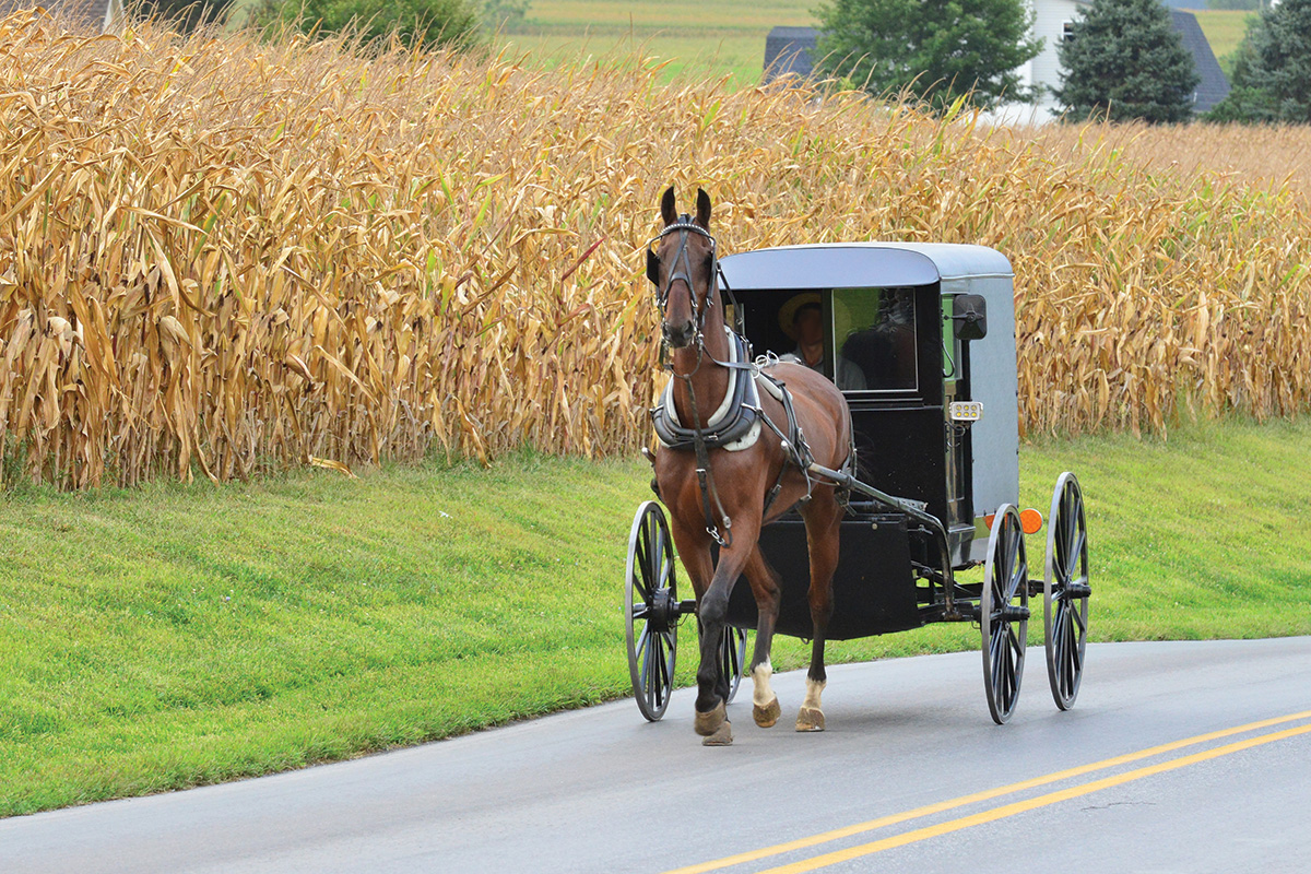 A horse-drawn carriage on a road