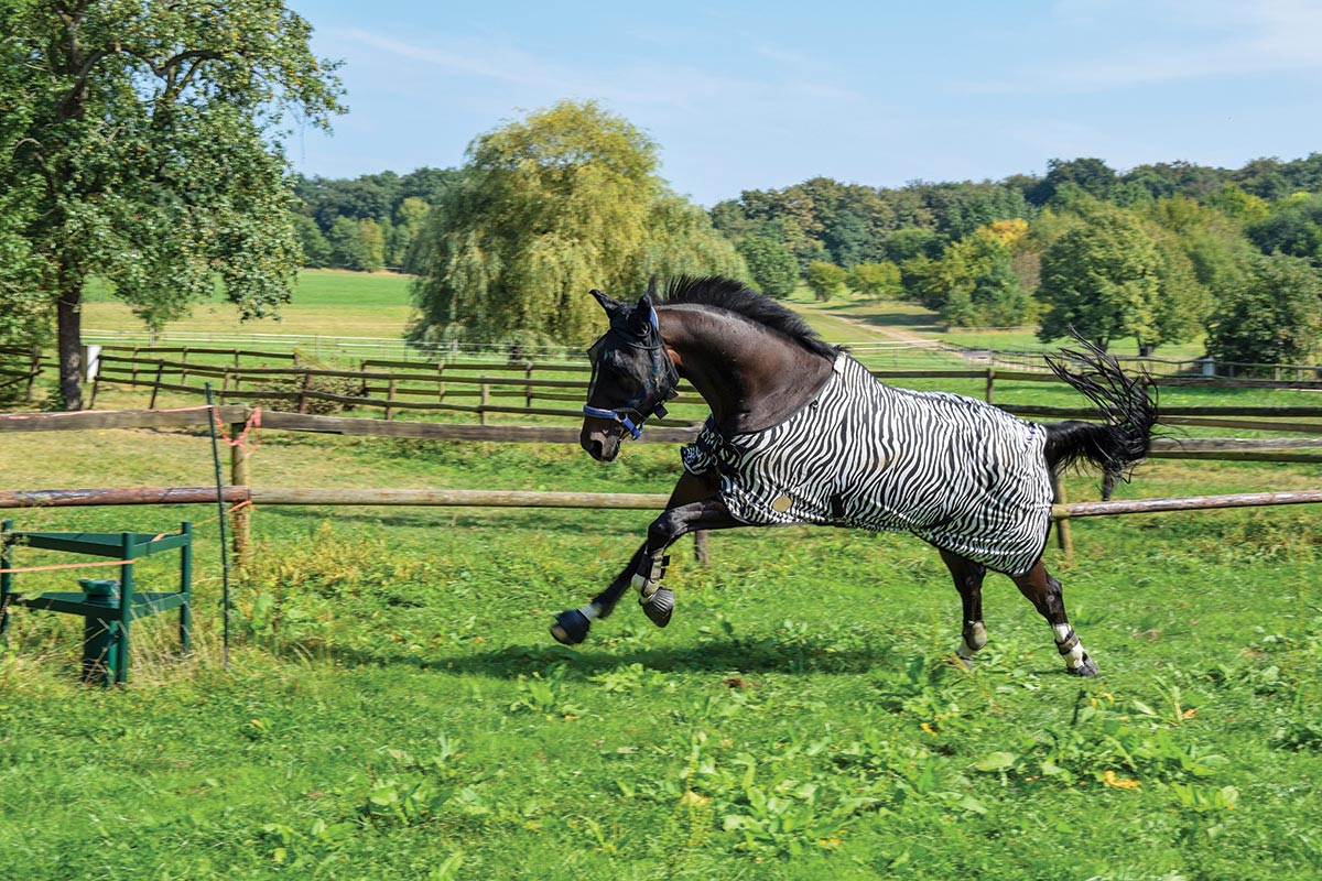 fly sheet to prevent bug bites