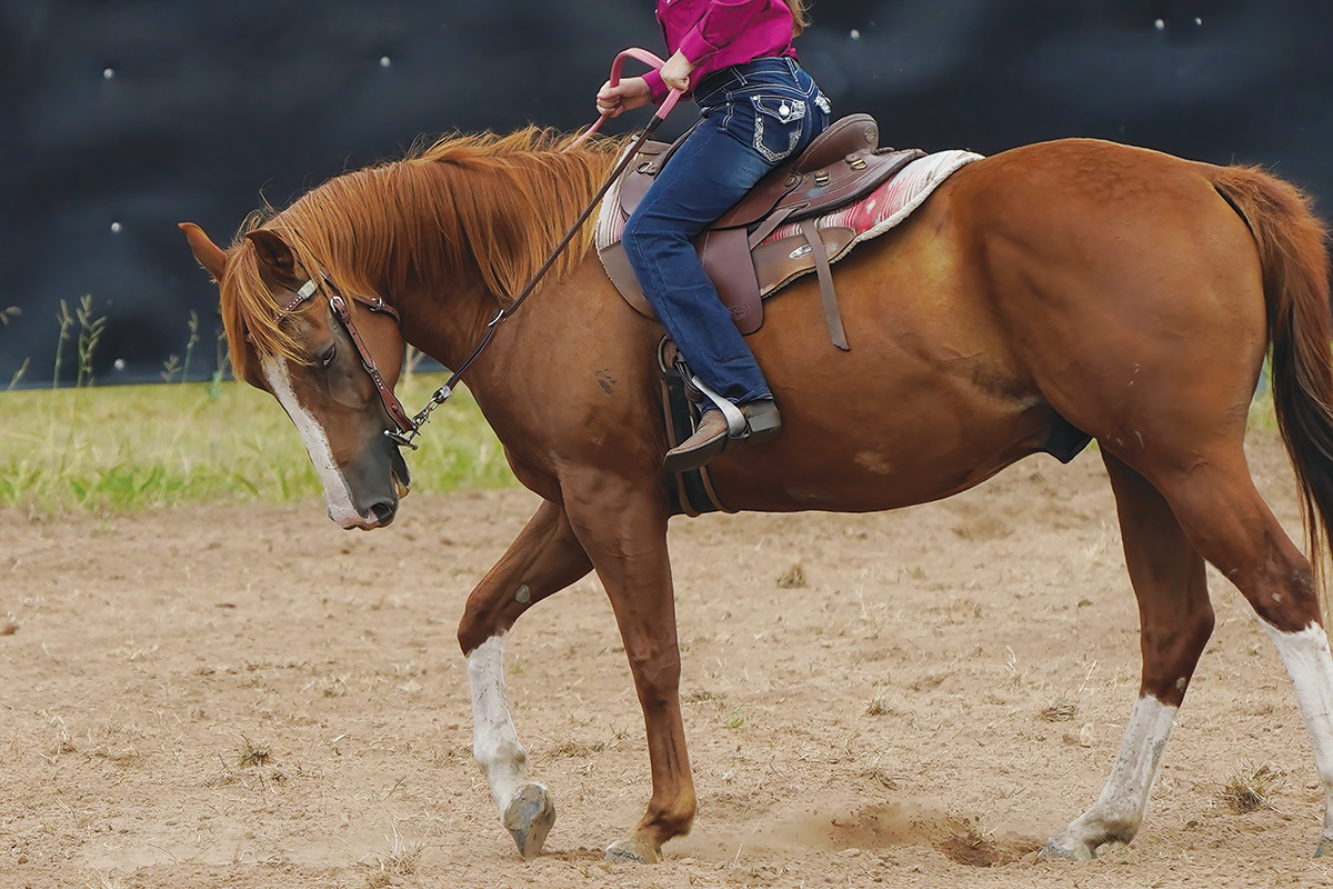 A western horse being ridden