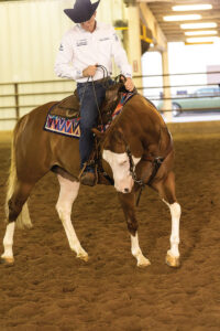 Training a western horse