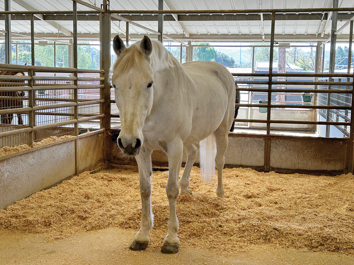 A gray gelding standing on shavings.