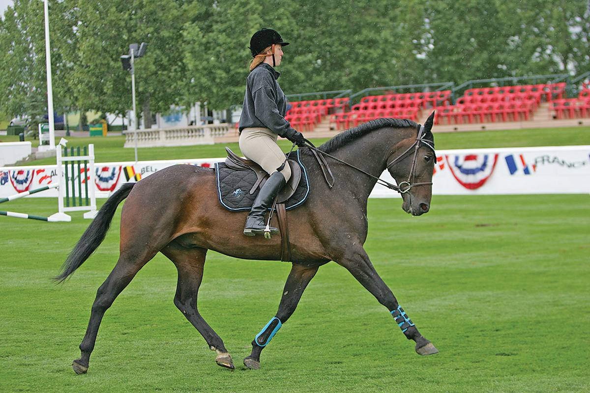 A Standardbred horse performing dressage at Spruce Meadows