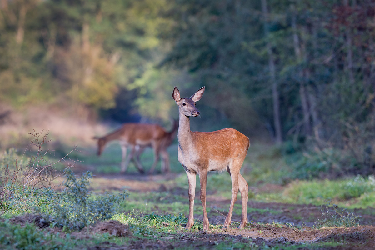 Two deer in the woods