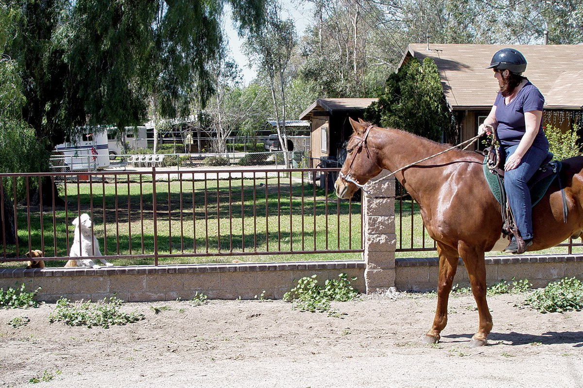 A rider and her chestnut gelding encounter neighborhood dogs.