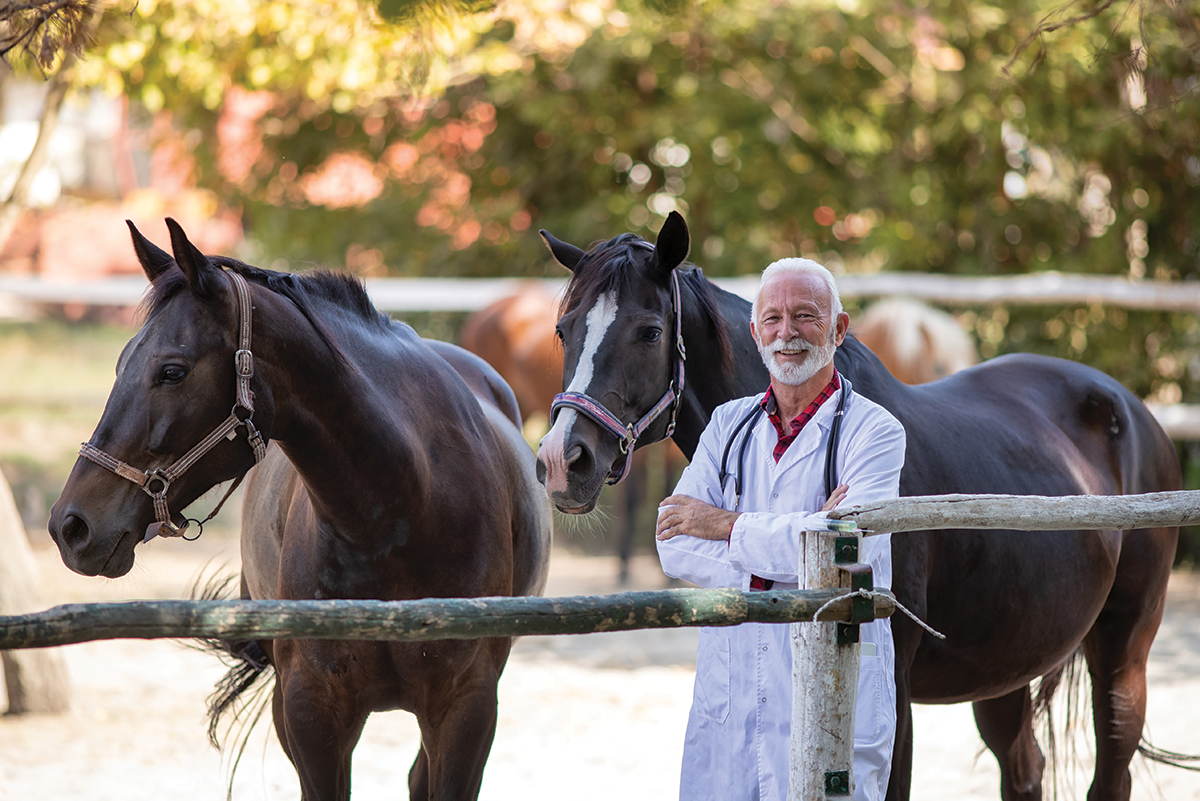 A vet with horses