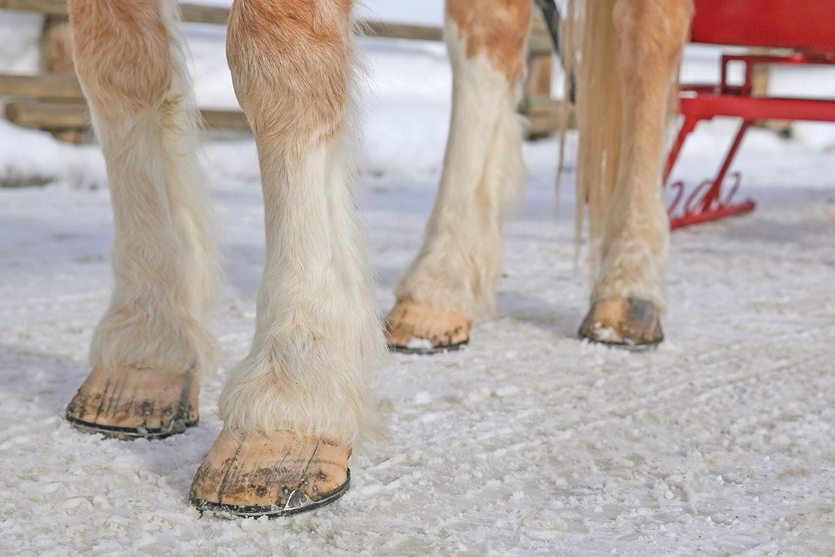 Horse shoes with Borium studs to help grip the snow.