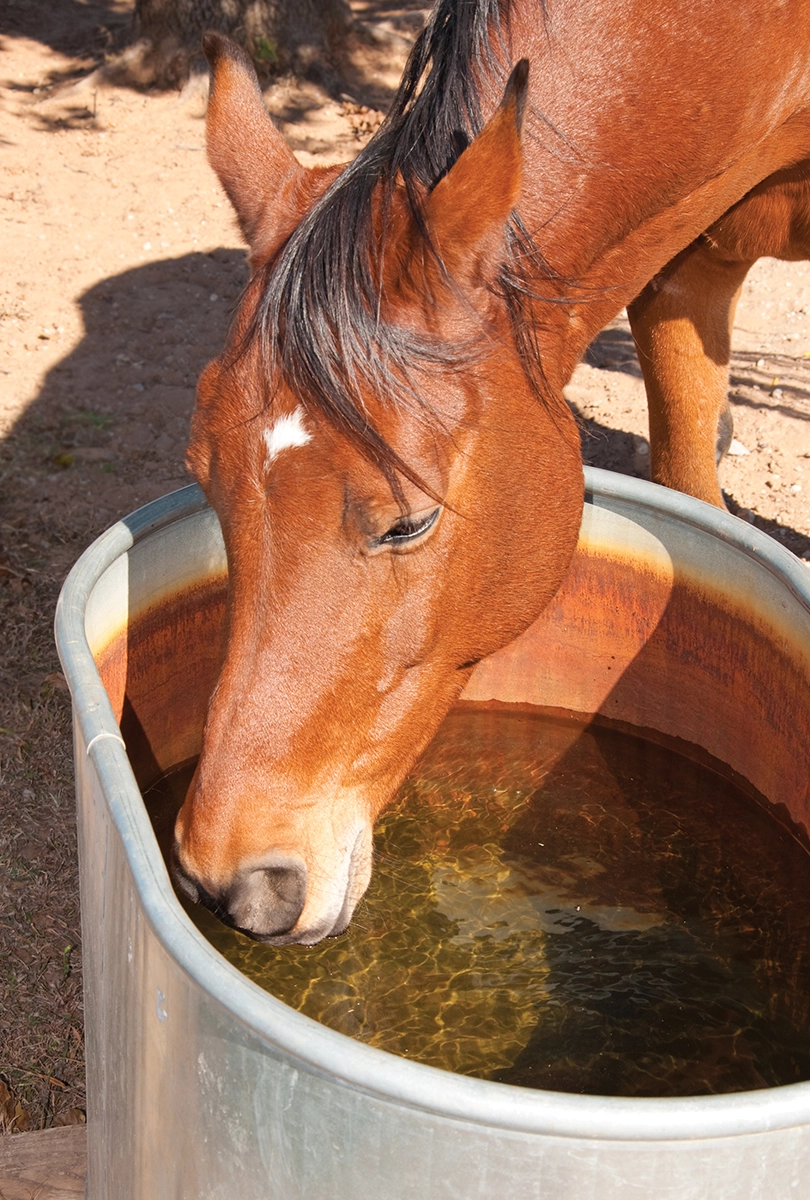 A horse getting a drink.