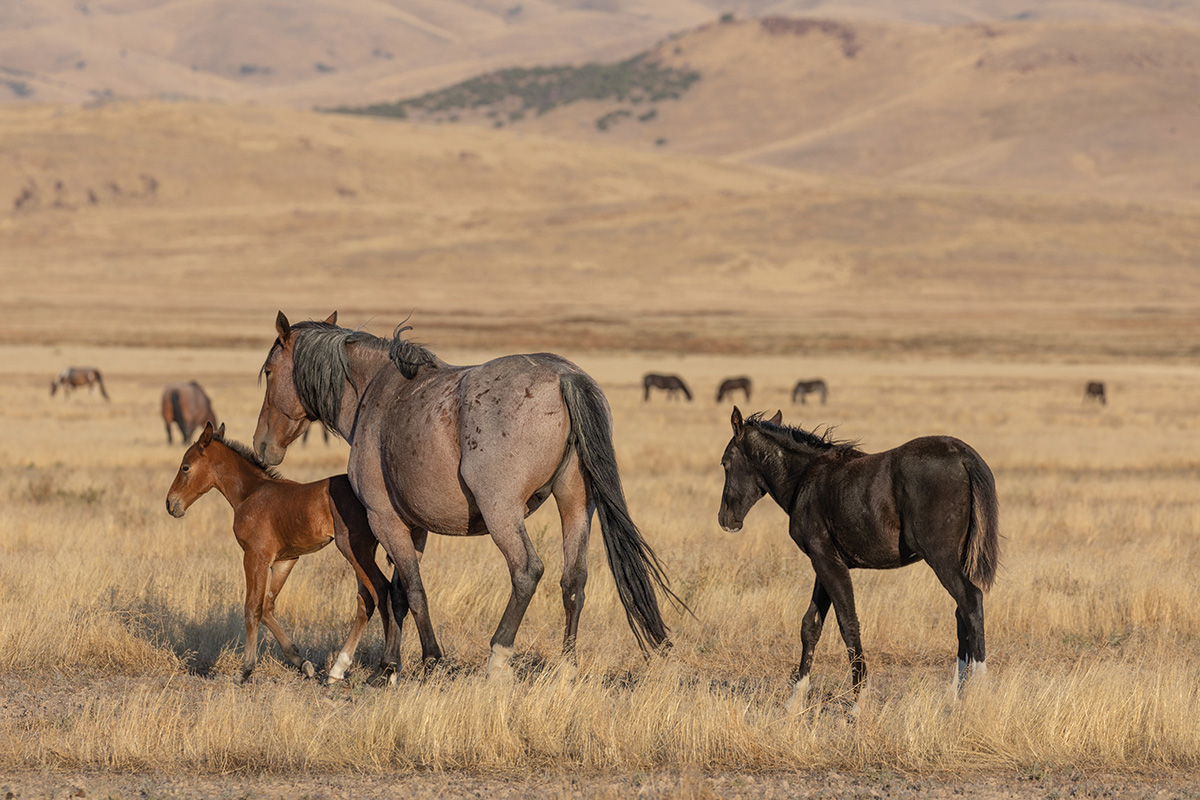 A mustang mare and foals