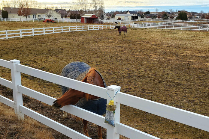 Winter Horse Pasture Management 101 - Horse Illustrated