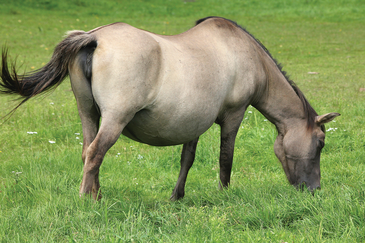 A pregnant mare grazing