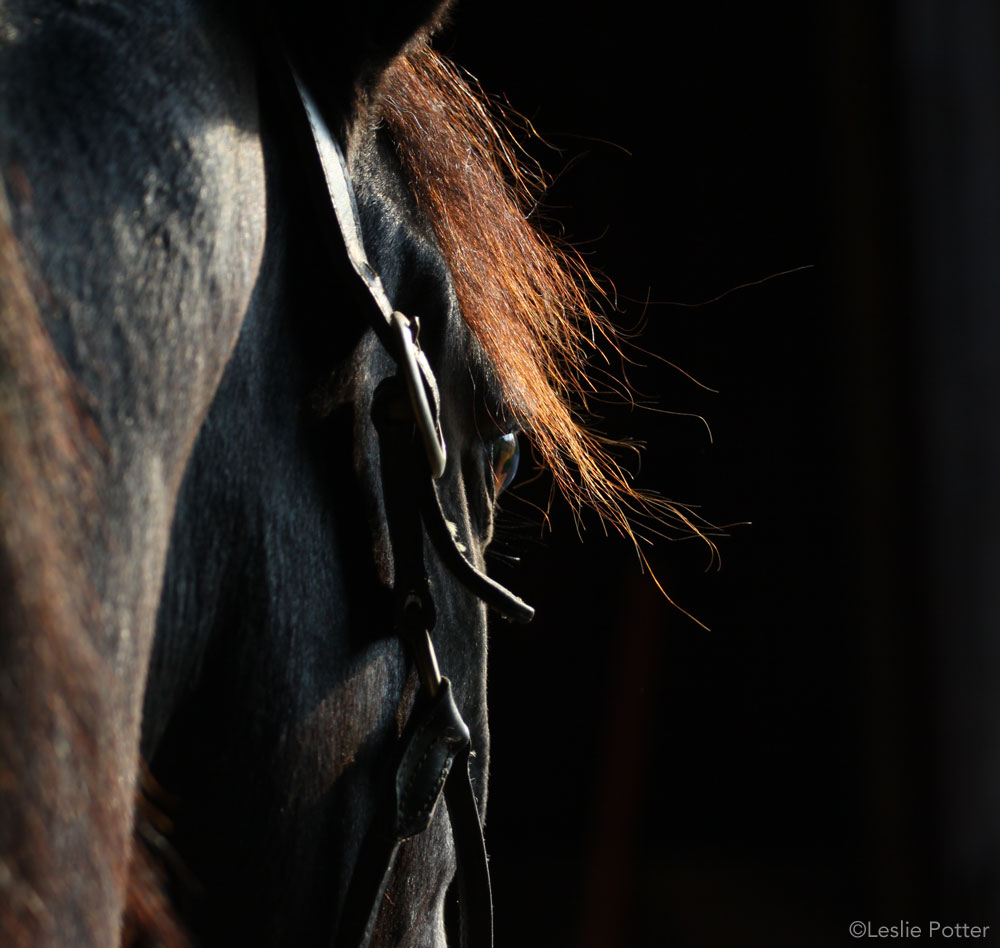 Closeup of a horse's face