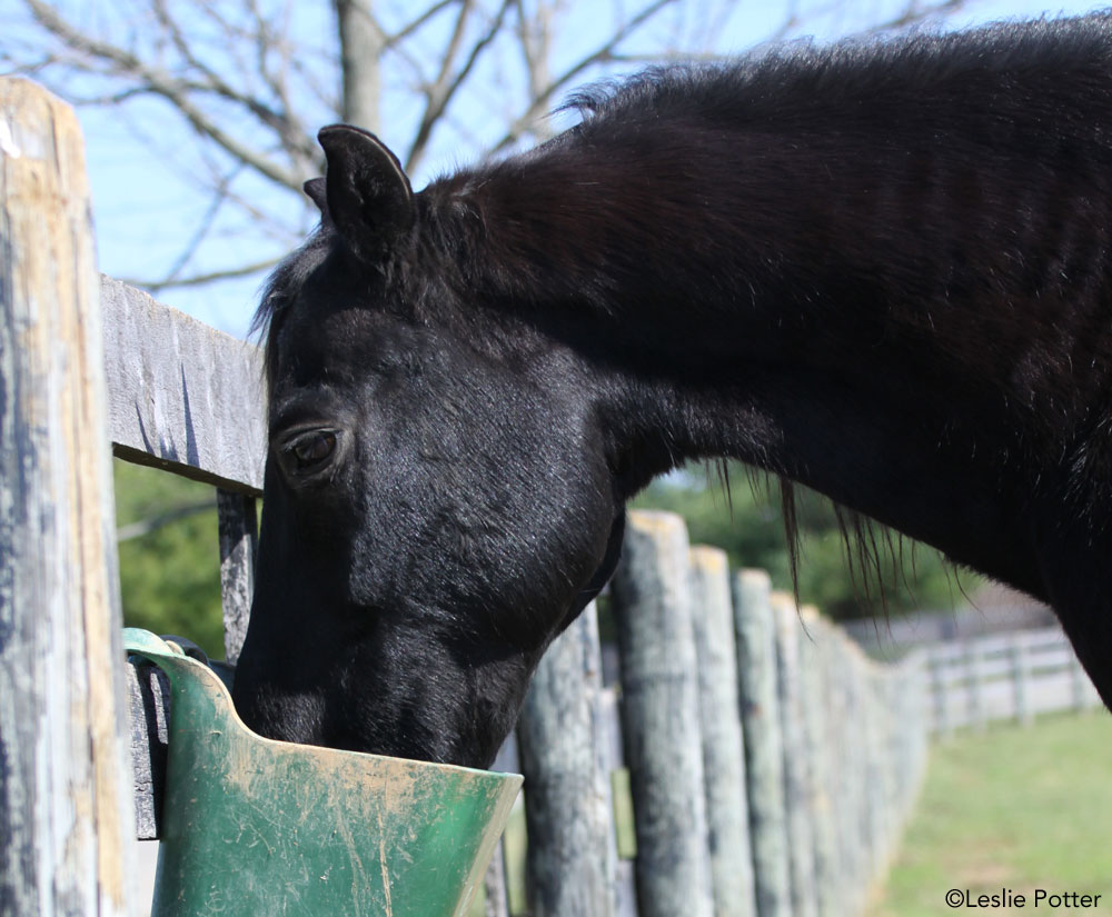 Horse eating grain