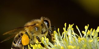 Closeup of a bee