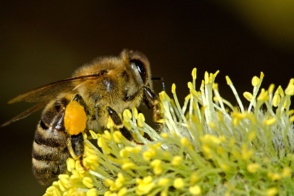 Closeup of a bee