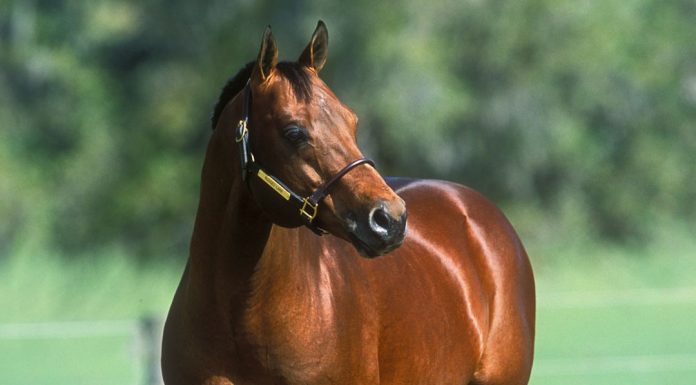Bay American Quarter Horse
