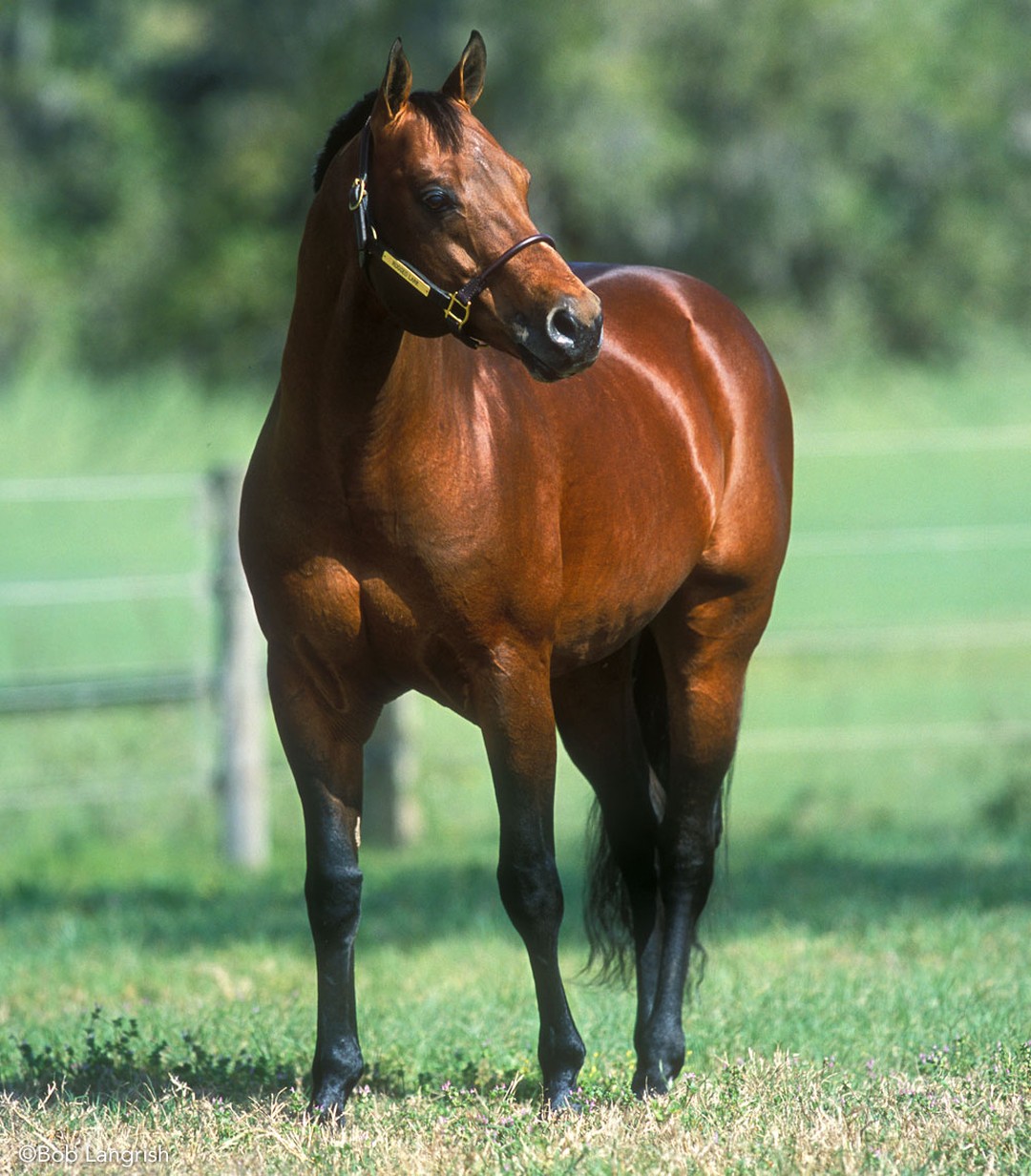 Bay American Quarter Horse