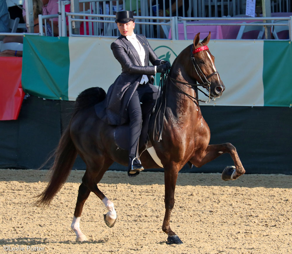 Three-gaited American Saddlebred competing in a horse show