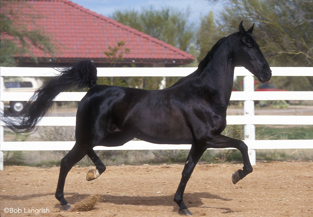 American Saddlebred horse trotting at liberty