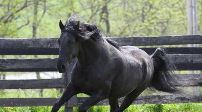 Paso Fino cantering in the field