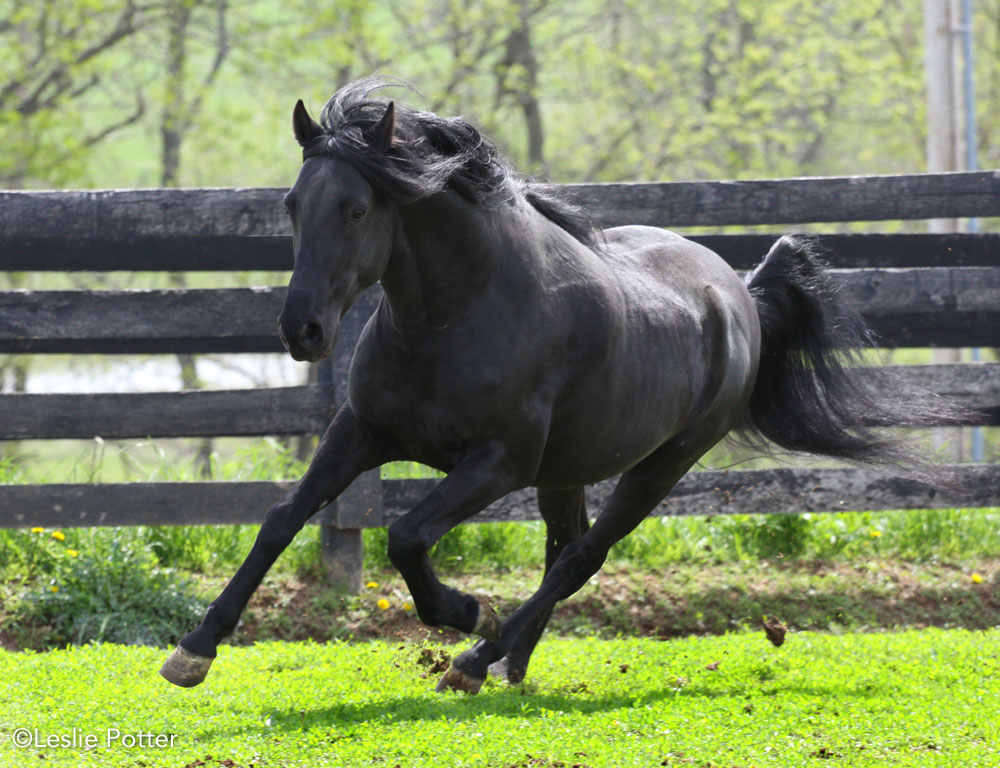 Paso Fino cantering in the field