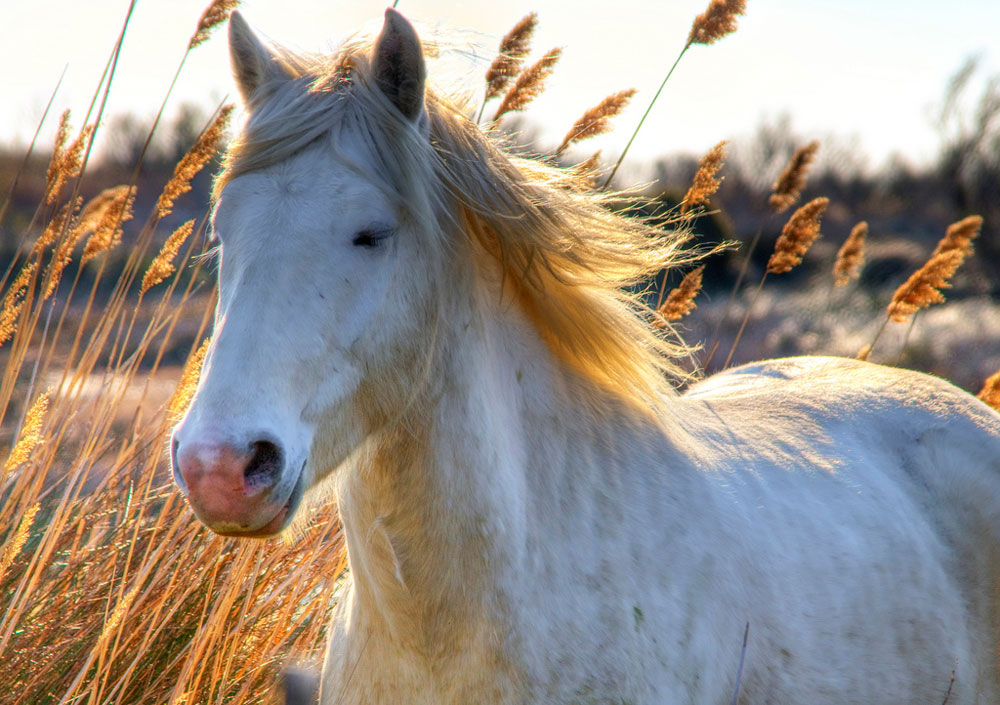 Camargue horse