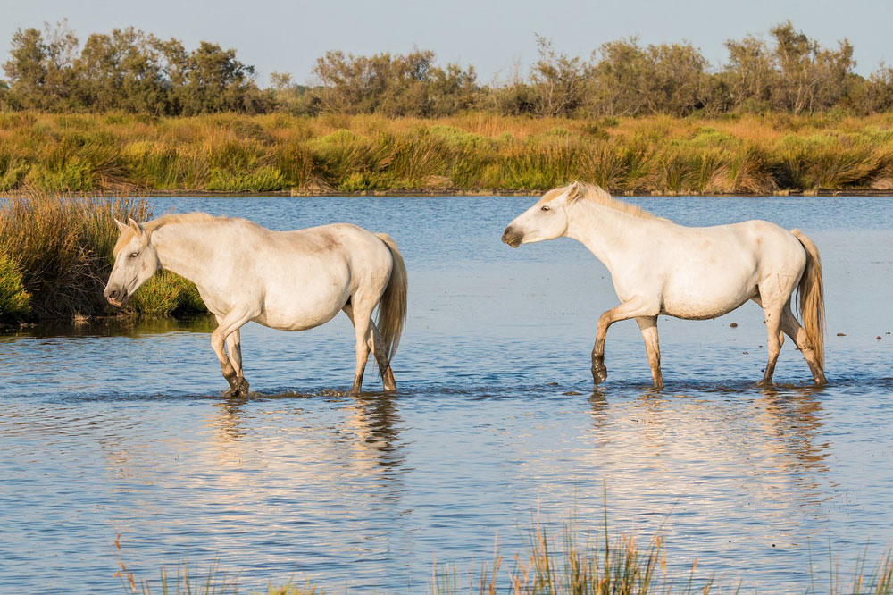 Two Camargue Horses in the water