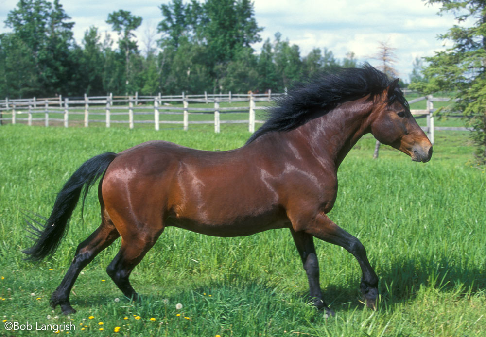 Connemara Pony cantering