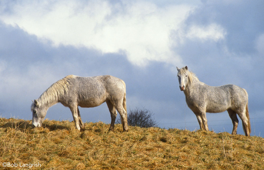 Connemara ponies