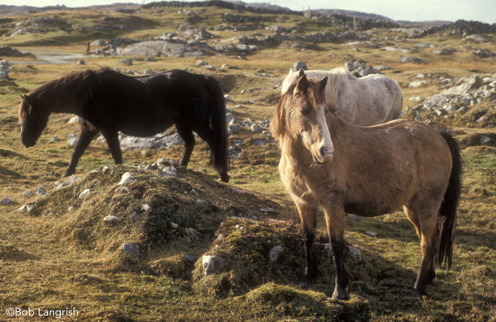 Connemara Ponies in Ireland