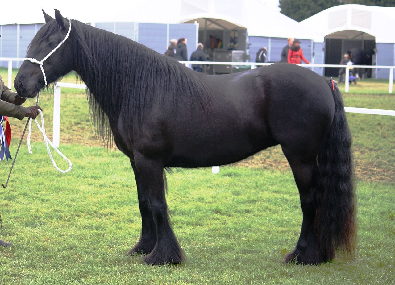 Dales Pony mare shown in-hand