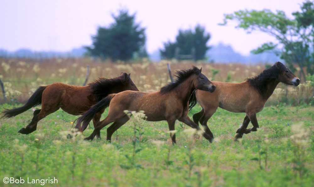 Dartmoor Ponies