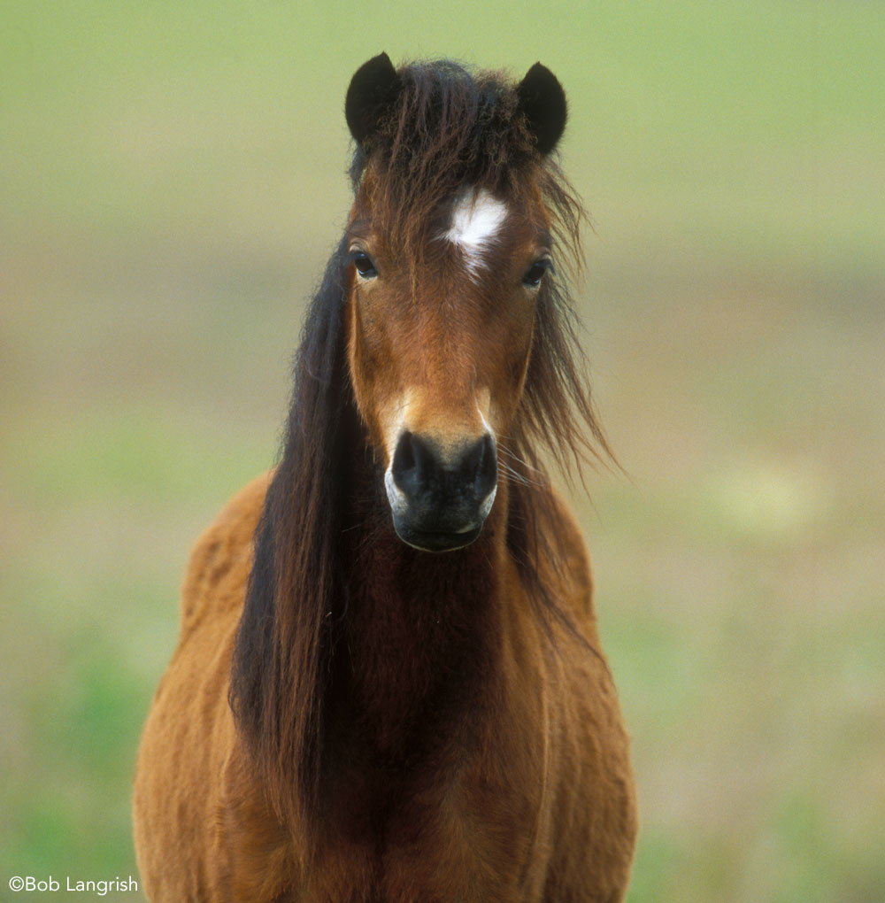 Dartmoor Pony