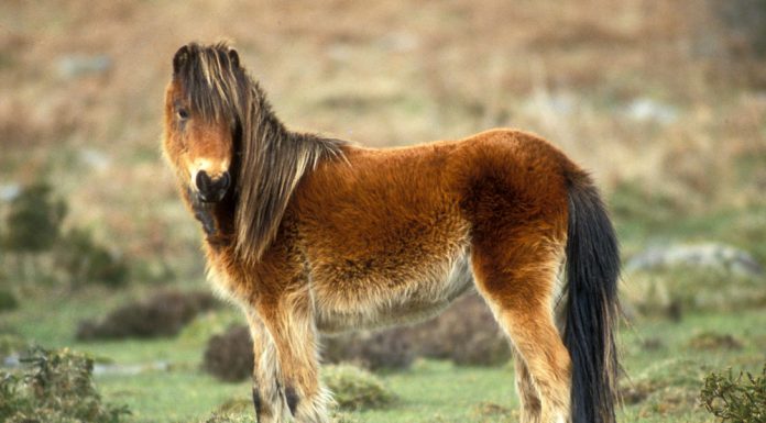 Dartmoor Pony