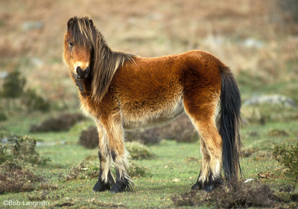 Dartmoor Pony