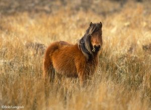The Dartmoor Pony