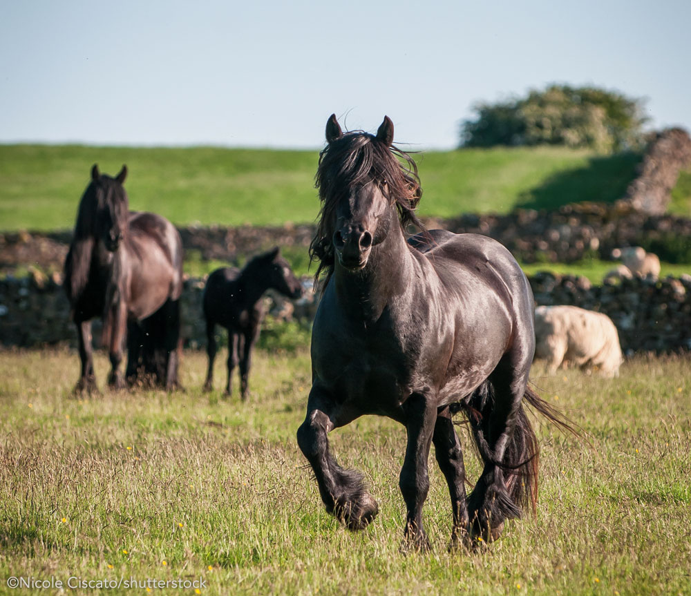 Fell Ponies in a field