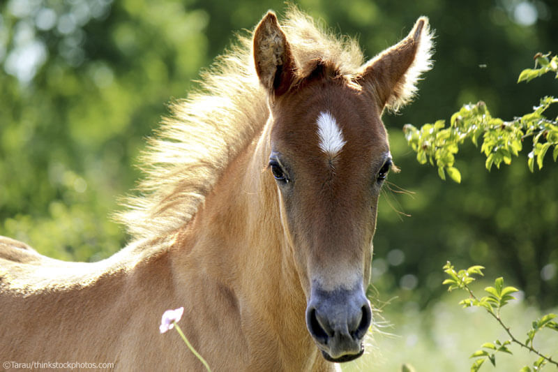 A young horse. Image used for an article about the best horse songs.