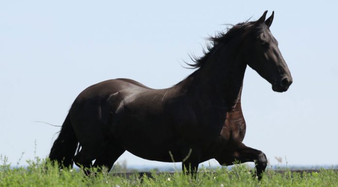 Friesian Horse