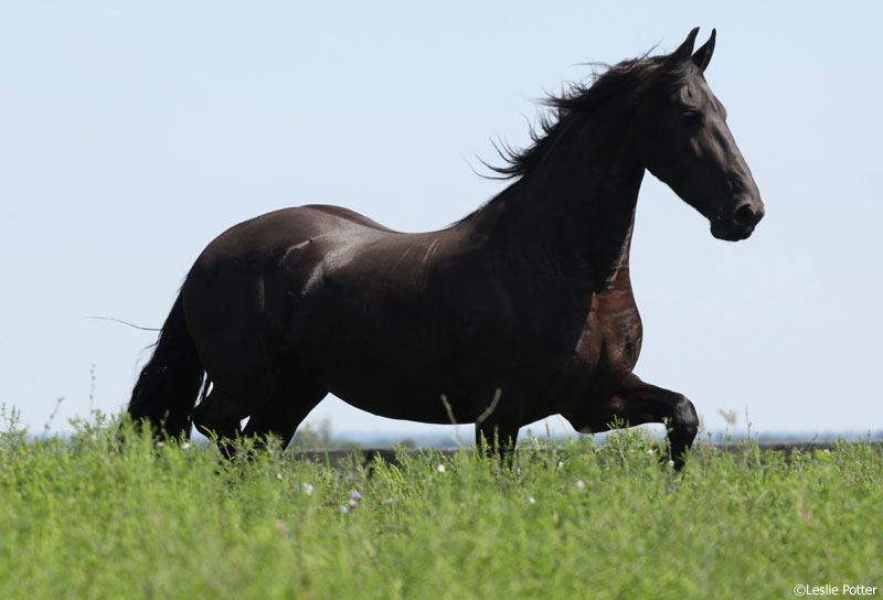 Friesian Horse