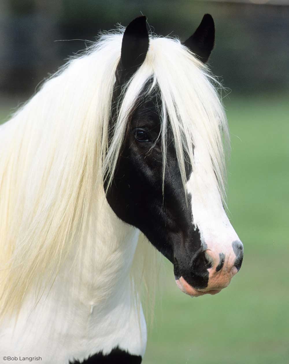 Headshot of a Gypsy Horse