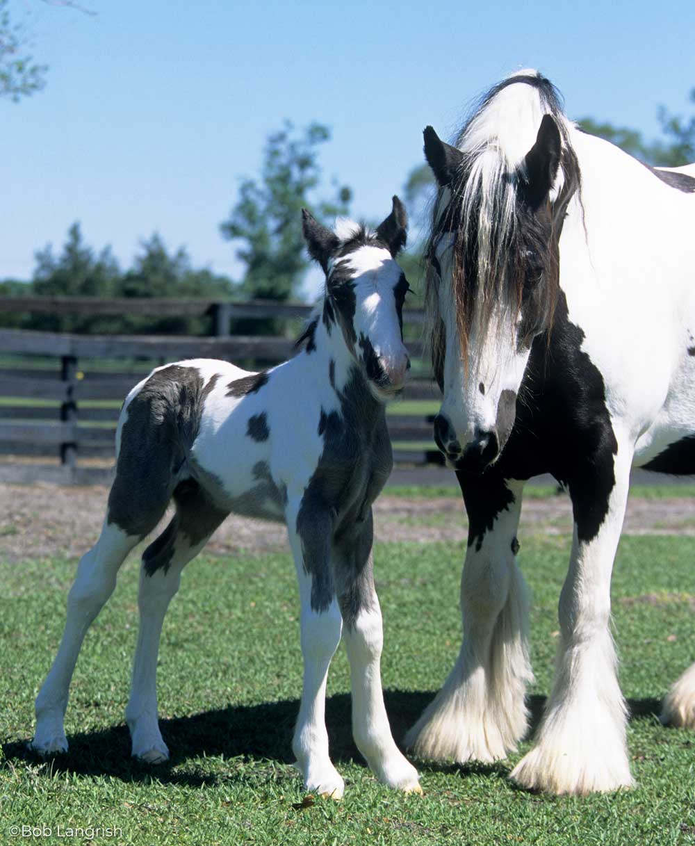 Gypsy Horse mare and foal