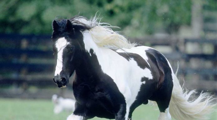 galloping gypsy horse