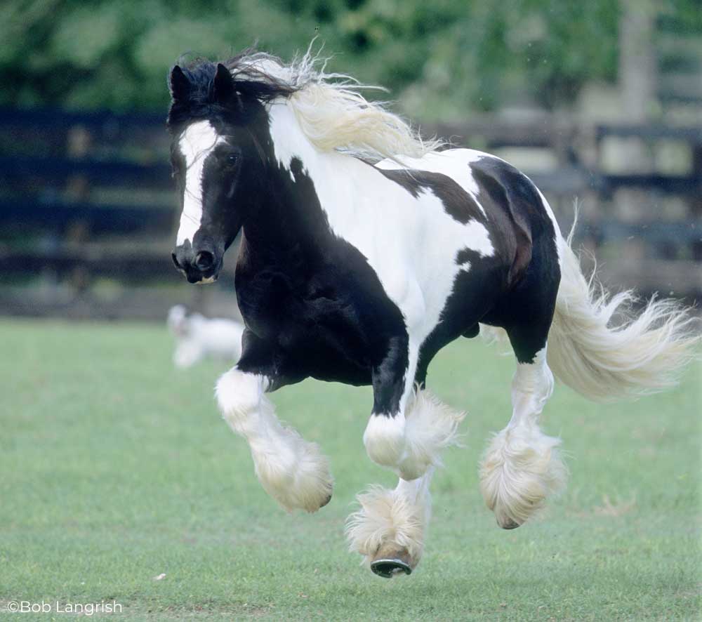 Galloping Gypsy Horse