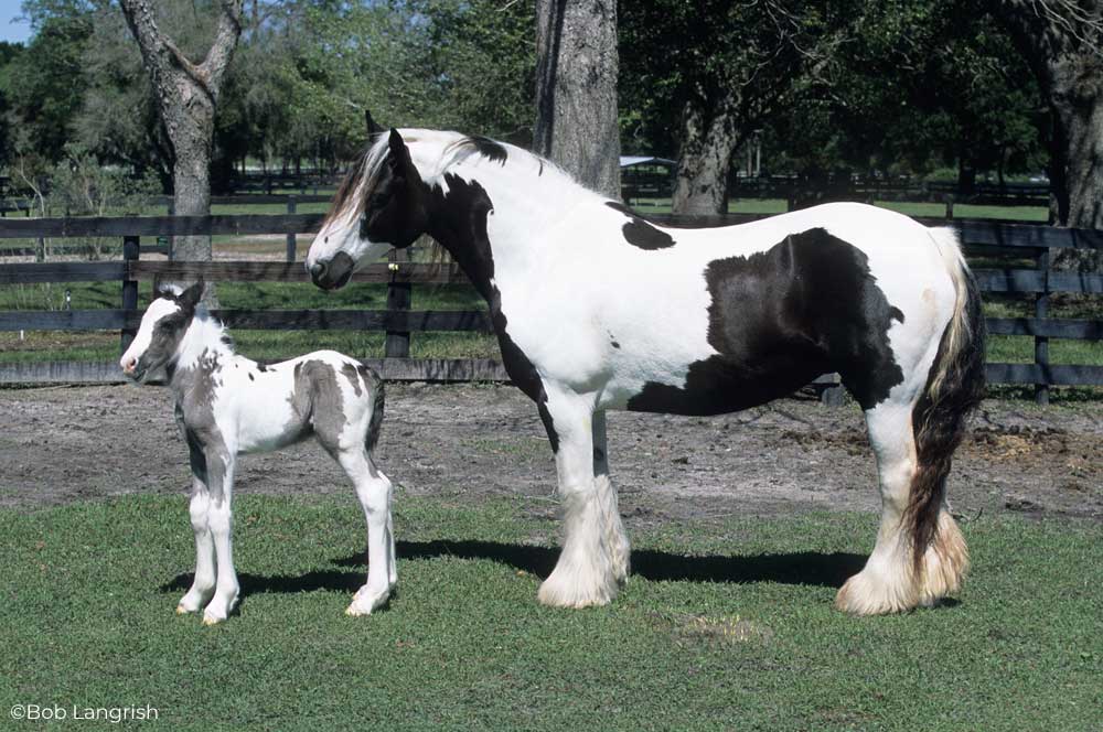 Gypsy horse mare and foal